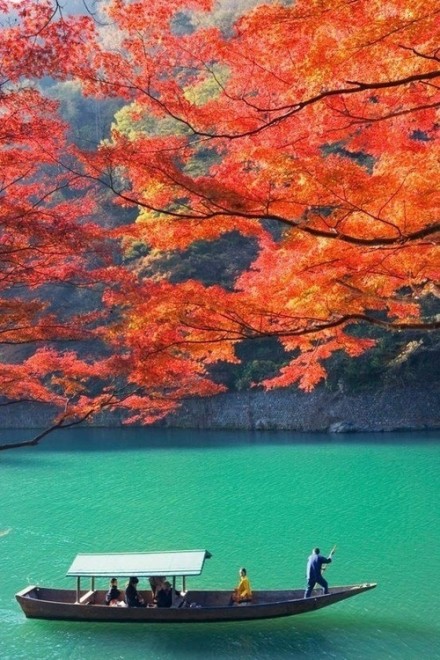 日本京都，漫天红枫，秋意浓。