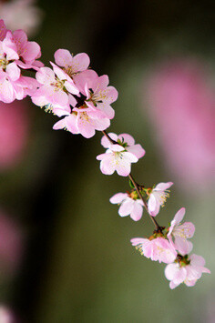 守候一份悠然静美，让思念如花芬芳，回眸处，一树清风，一窗暖阳，一声念安，已足够！