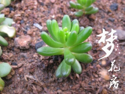 {梦花房}【白花小松】多肉植物全店满百包邮