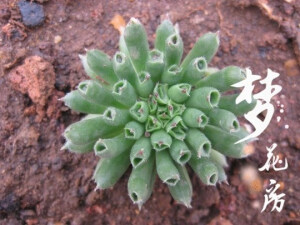 {梦花房}【百惠】多肉植物全店满百包邮