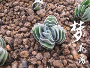 {梦花房}【方塔】多肉植物迷你型全店满百包邮
