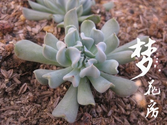 {梦花房}【特玉莲缀化】多肉植物防辐射满百包邮