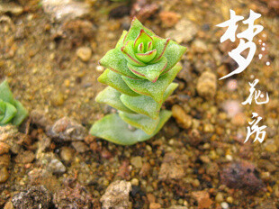 {梦花房}多肉植物【钱串】懒人植物易养护