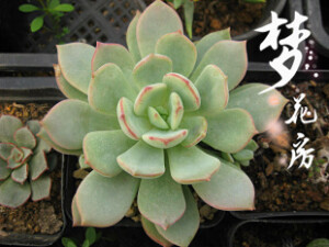 {梦花房}【花月夜】多肉植物满百包邮