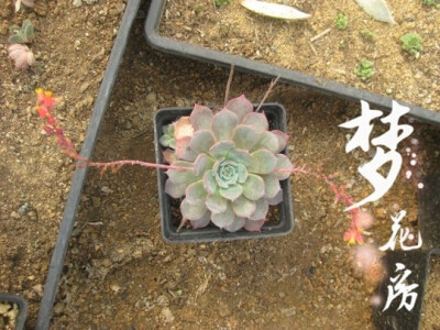 {梦花房}【红粉台阁】多肉植物阳台植物满百包邮