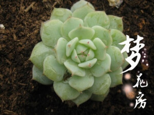 {梦花房}【静夜】多肉植物桌面防辐射满百包邮