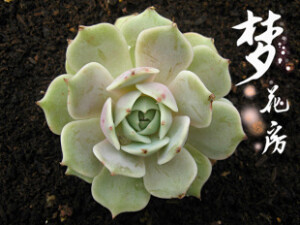 {梦花房}【白牡丹】多肉植物桌面防辐射满百包邮