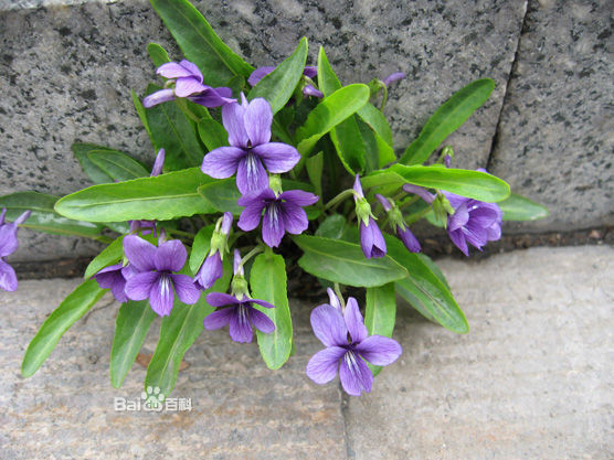 那些常见却不知道名字的花草：紫花地丁（学名：Viola philippica），别名野堇菜、光瓣堇菜等。多年生草本，属侧膜胎座目，堇菜科多年生草本，无地上茎，高4~14cm，叶片下部呈三角状卵形或狭卵形，上部者较长，呈长圆形、狭卵状披针形或长圆状卵形，花中等大，紫堇色或淡紫色，稀呈白色，喉部色较淡并带有紫色条纹；蒴果长圆形，长5~12mm，种子卵球形，长1.8mm，淡黄色。花果期4月中下旬至9月。味苦、辛、寒。归心、肺经。具有清热解毒，凉血消肿，清热利湿的作用，主治疔疮，痈肿，瘰疬，黄疸，痢疾，腹泻，目赤，喉痹，毒蛇咬伤。