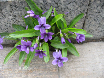 那些常见却不知道名字的花草：紫花地丁（学名：Viola philippica），别名野堇菜、光瓣堇菜等。多年生草本，属侧膜胎座目，堇菜科多年生草本，无地上茎，高4~14cm，叶片下部呈三角状卵形或狭卵形，上部者较长，呈长圆…