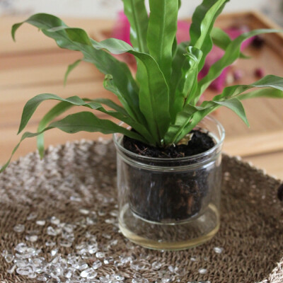 办公室小亮点：用来种植小绿植的玻璃杯套装LZ出口
