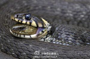 芬兰自然摄影大赛的获奖作品 首先这图不是蛇吃蛇，是蛇吃蜥蜴，因为被吃的那个有眼睑，而蛇没有眼睑。另外某些蛇就是喜欢吃其他蛇，王锦蛇、眼镜王蛇都是以爱吃蛇闻名的，其实蛇没有犄角、腿、毛这些碍事的东西，相当适合作为蛇的食物