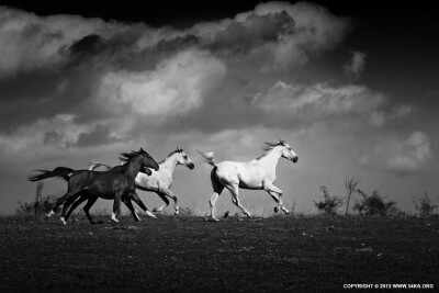 equine black and white photography by 54ka :: Equine Black and White Photography :: animals