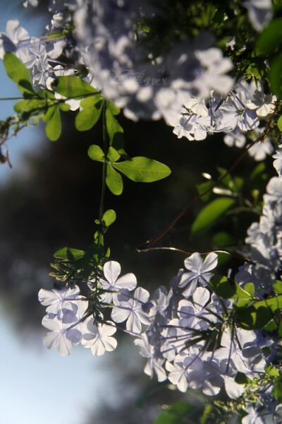 蓝雪花