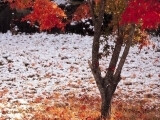 西岭雪山今年第一次积雪了！