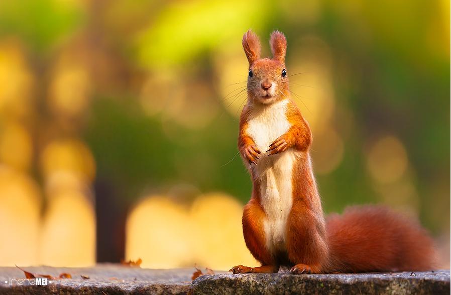 秋日里的小松鼠 图片均搜集整理自500px.com