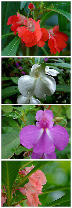 花 鲜花 百花之——凤仙花