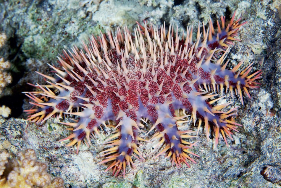 棘冠海星星(学名:acanthaster planci)的主要食物是珊瑚,它们的棘刺中