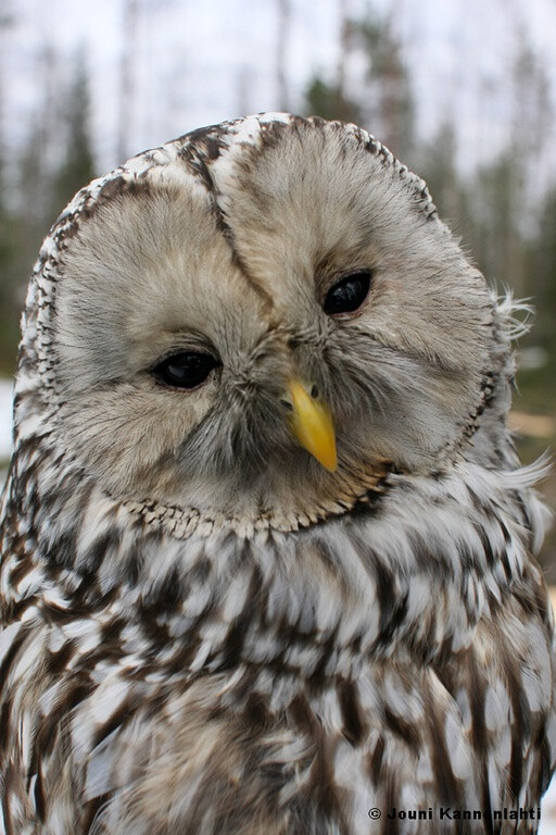 (ural owl)