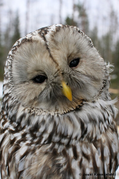 Spring and nesting time. New owl pictures are rare. (Ural owl)