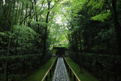 京都 高桐院 B162 日本 风景