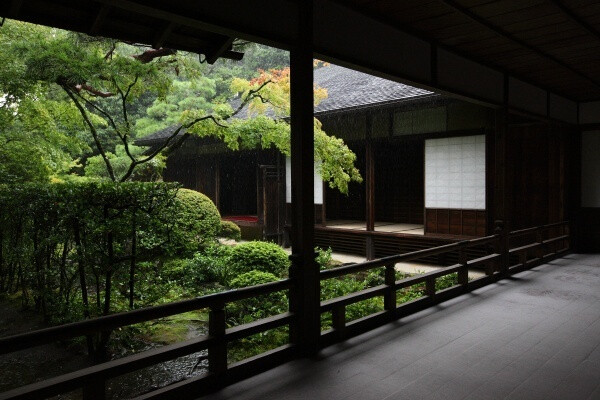 京都 高桐院 B162 日本 风景