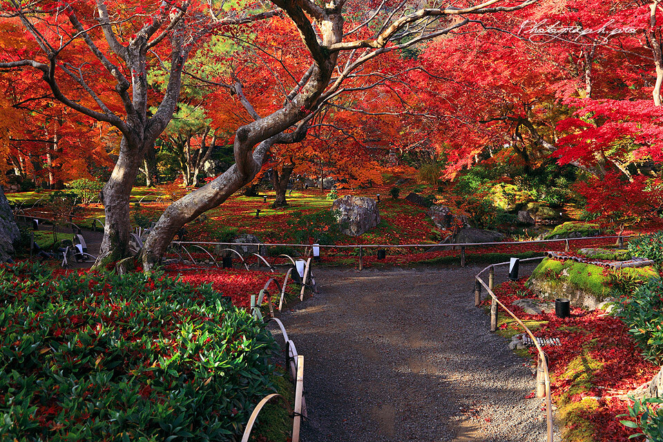 日本 京都 宝厳院 红叶 B162