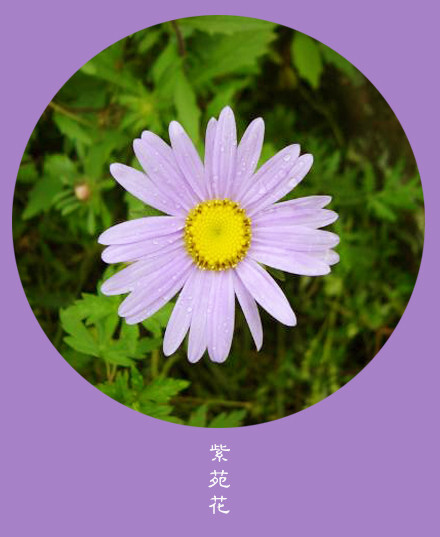 #花笺纪#【紫苑花（Sea Aster）】 ❀花语❀机智：我的心事请你全遗忘 丨10月27日の生日花