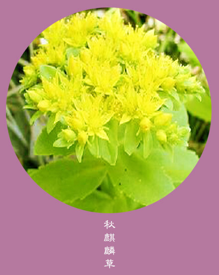 #花笺纪#【秋麒麟草（Goldenrod）】 ❀花语❀ 孤独：一个人寂寞，不如两个人一起寂寞 丨10月26日の生日花