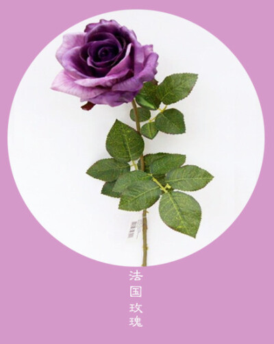 #花笺纪#【法国玫瑰（French rose）】 ❀花语❀美丽： 生命时常忧伤，时常美丽 丨10月24日の生日花