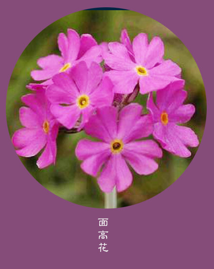 #花笺纪#【面高花（arrow Head）】 ❀花语❀相信： 我们总是在别人的故事里，流着自己的眼泪 丨10月23日の生日花