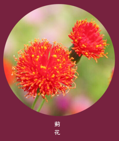 #花笺纪#【蓟花（Thistle）】 ❀花语❀ 独立：你永远不知道自己可以多坚强，如果每次难过都哭泣 丨10月22日の生日花