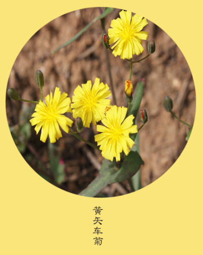 #花笺纪#【黄矢车菊（Yellow Star-Thistle）】 ❀花语❀孤单：孤独是件厚实的外套，心，却在里面冻僵 丨10月20日の生日花