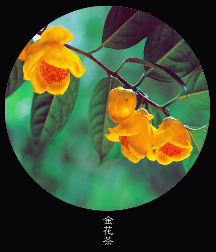 #花笺纪#【 金花茶（Camellia chrysantha）】 ❀花语❀ 自然美：每个人的生活里都有阴影，但若没有这些阴影，又如何能知道我们正站在光里。丨9月26日の生日花