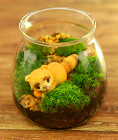 慵懒的小浣熊，好可爱哦