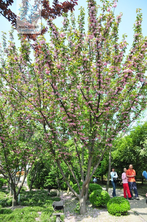 Cerasus serrulata var. lannesiana 日本晚樱