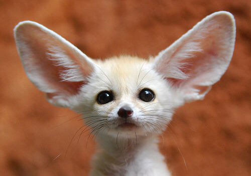 fennec-fox-baby