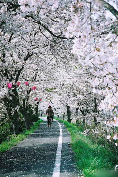 锦年花开，樱落满道。