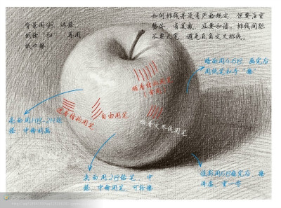 青东画室——素描静物之怎样画漂亮的苹果