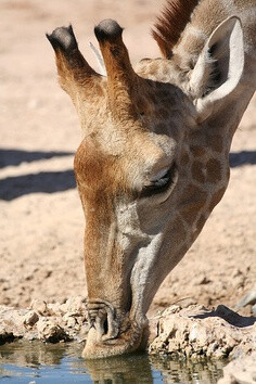 Close up of a drinking giraffe. Kgalagadi, South Africa | © CherylV