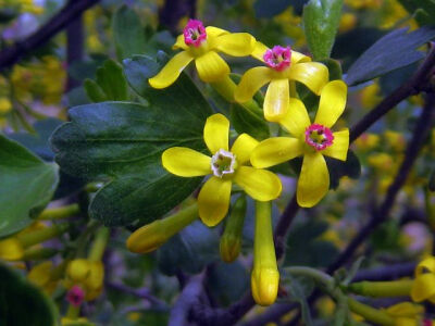 香茶藨子* 别名：黄花茶藨子（黄丁香） 英 文 名： Ruffalo Currant, Missori Currant 学名：Ribes odoratum Wendl. 科属：茶藨子科（醋栗科） 茶藨子属