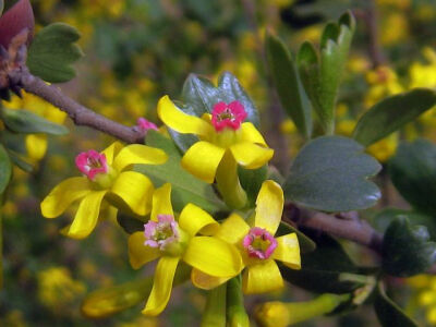 香茶藨子* 别名：黄花茶藨子（黄丁香） 英 文 名： Ruffalo Currant, Missori Currant 学名：Ribes odoratum Wendl. 科属：茶藨子科（醋栗科） 茶藨子属