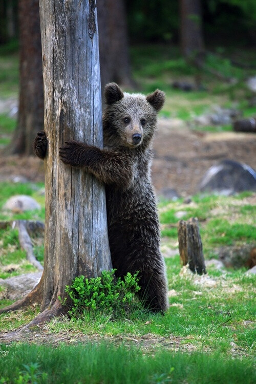 ヾ( 07( ェ ))送给根本把持不住的熊控们www顺便推荐一个熊类相关