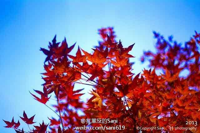 2013.10.31紅葉谷