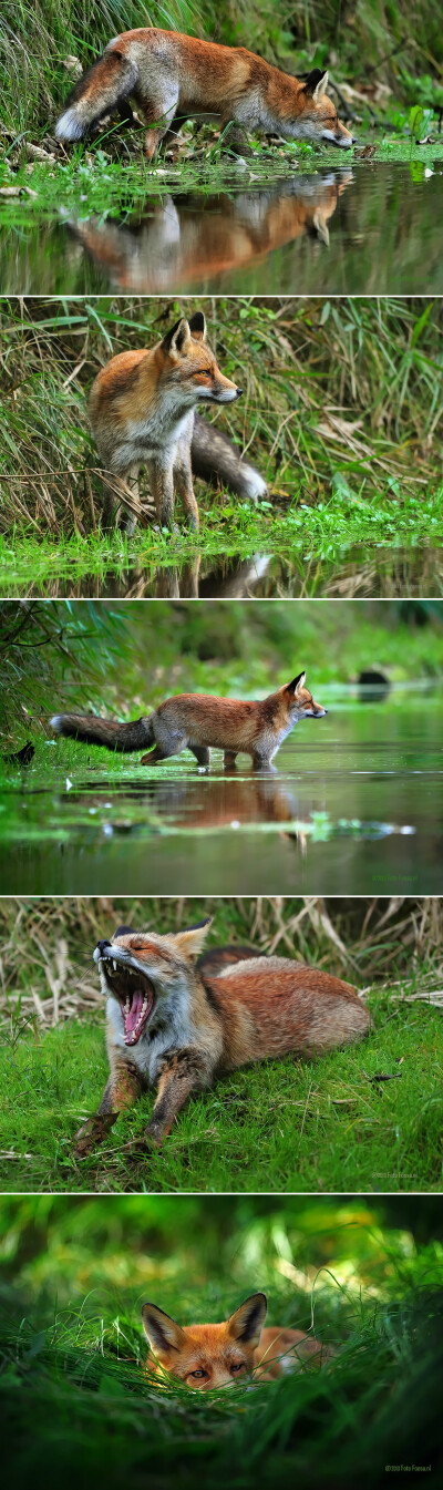 狐狸少年的绿野仙踪 依旧是摄影师Dexter Bressers的作品