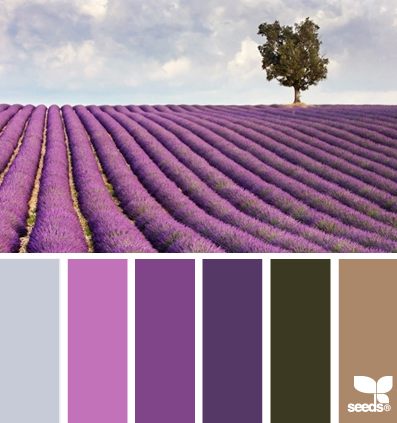 lavender fields 10.15.13 -鱼-