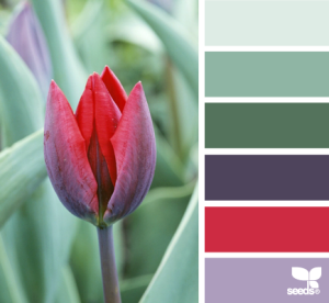 tulip hues   10.06.13  -鱼-