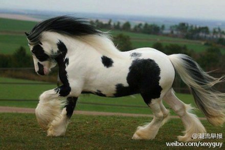 Gypsy horse