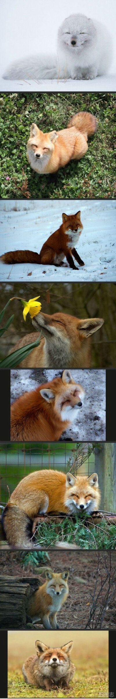 狐狸天生爱笑