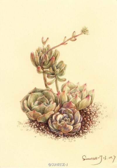 #绘多肉#