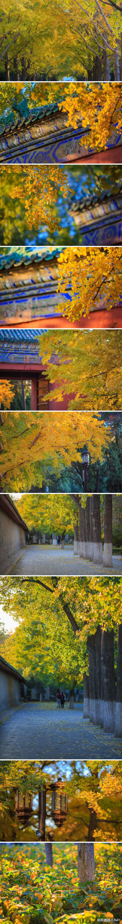 【地坛的银杏·珍藏北京】短暂的银杏季与久违的蓝天，珍藏北京。